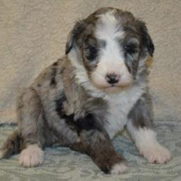 Isle - Merle female Bernedoodle puppy in Clarinda, Iowa from Root and Branch Bernedoodles