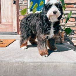 Nikki - Bernedoodle