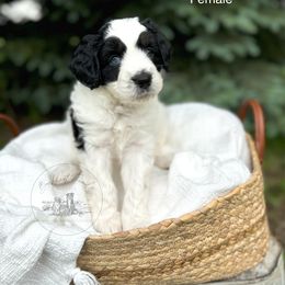 Minnie Mouse - female Australian Mountain Doodle puppy in Iowa from Burkhart Family Puppies