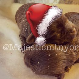 Yorkshire Terrier Puppies from Majestic Mountain Yorkies