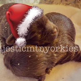 Yorkshire Terrier Puppies from Majestic Mountain Yorkies