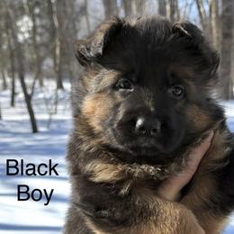 Axel (Black Collar) - Black and red male German Shepherd puppy in Newtown, Connecticut from Von Tiffany Haus