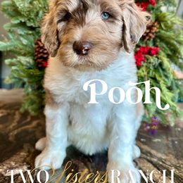 Pooh - male Newfypoo puppy in Jackson, Missouri from Two Sisters Ranch, LLC