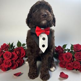 Charles - Chocolate male Goldendoodle puppy in Prosperity, Pennsylvania from Stelladoodles & Company