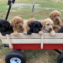 Labrador Retriever Puppies from Westbrook UK Labs