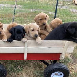 Labrador Retriever Puppies from Westbrook UK Labs