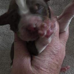 Jester - Tri-Roan male English Springer Spaniel puppy in Florida from Thunderbird Springers