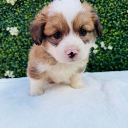 Pierre - White and red male Pembroke Welsh Corgi puppy in Denver, Colorado from Monarch Corgis