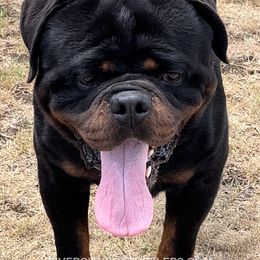Verone - Rottweiler