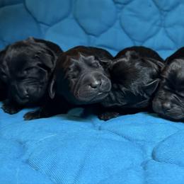 Girl 1 - Black female Labrador Retriever puppy in North Pole, Alaska from Mulberry Retrievers