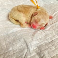 Double Doodle Puppies from Doubles Family