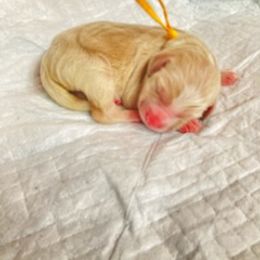 Double Doodle Puppies from Doubles Family