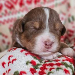 Fruitcake boy 7 - Red tri-color male Australian Shepherd puppy in Tehachapi, California from Astralvale Aussies