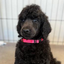Bright Star - Blue female Poodle puppy in Hesperia, California from Whitesock Standard Poodles