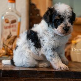 Hunter - Parti male Schnoodle puppy in Grove, Oklahoma from Grand Lake Poodles & Doodles