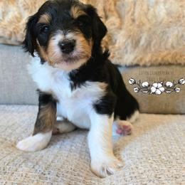 Monroe - Black phantom female Aussiedoodle puppy in Vinemont, Alabama from Cotton Country Kennels