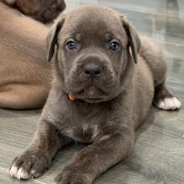 Orange collar, female - Gray brindle female Cane Corso puppy in Atlanta, Georgia from Cane Corso’s of Atlanta