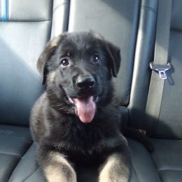 German Shepherds from Twin Oaks German Shepherds