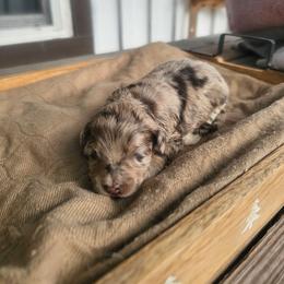 Eros - Merle male Cockapoo puppy in Fort White, Florida from Jade