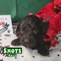 Snots - Chocolate male Assorted Doodle Crosses puppy in Beecher, Illinois from Erica’s Doodles