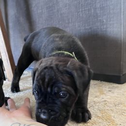 Cane Corso Puppies from Ragnarok kennels