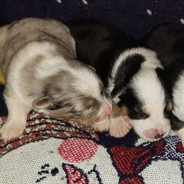 Australian Shepherds from Faith Valley Farm