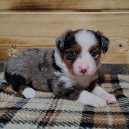 Demi - Blue merle female Miniature Australian Shepherd puppy in Muskogee, Oklahoma from Tagalong Lane Australian shepherds