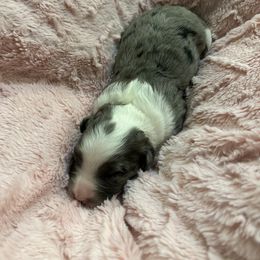 Aussiedoodle Puppies from Cooper’s Mini Aussiedoodles