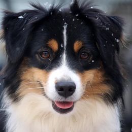 Sprout - Miniature American Shepherd