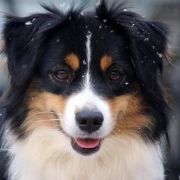 Sprout - Miniature American Shepherd