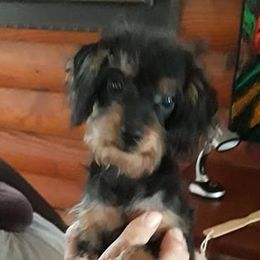 Chihuahuas and Yorkipoos from Charming Chihuahuas of Florida