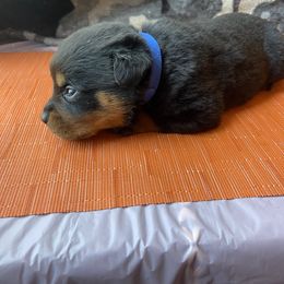 Boy 4 - Black and mahogany Rottweiler puppy in Detroit, Michigan from Dark Storm Kennels