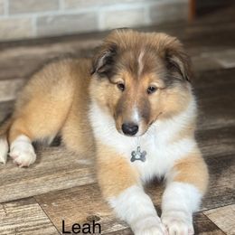 Oakley ( Purple Collar) - Sable and white female Collie puppy in Norris City, Illinois from Hoskins Collies