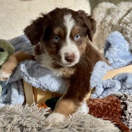 Teddy - Red tri Miniature Australian Shepherd puppy in Somerset, Kentucky from Natural Life Ranch