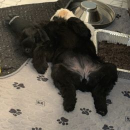 Yellow - Black female Giant Schnauzer puppy in Northport, Alabama from Lugo’s Giant Schnauzers