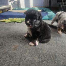 Scotch - Black tri male Miniature American Shepherd puppy in New Providence, Pennsylvania from Tons of Kisses