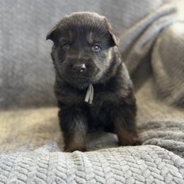 Forge - Bi-color male German Shepherd puppy in Medical Lake, Washington from Nine Realms German Shepherds