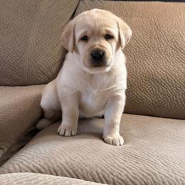 Angel - Yellow female Labrador Retriever puppy in Tekonsha, Michigan from Asher Acres Labs