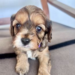 Purple collar girl - Tri-color female Cavapoo puppy in Almira, Washington from Cavapoo Cuddles