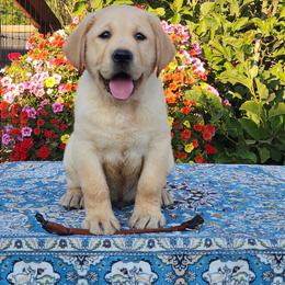 Yellow Male - Yellow male Labrador Retriever puppy in Yelm, Washington from Prince Labradors