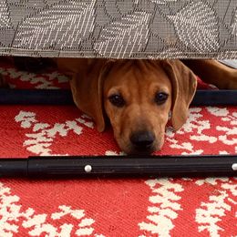 Rhodesian Ridgeback Puppies from Symetri Ridgebacks