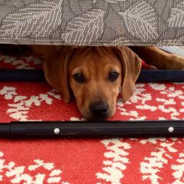 Rhodesian Ridgeback Puppies from Symetri Ridgebacks