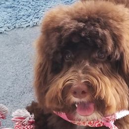 Rosie - Australian Labradoodle