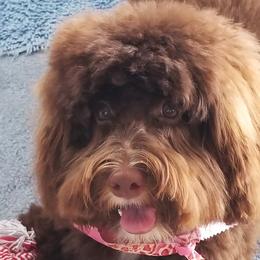 Rosie - Australian Labradoodle