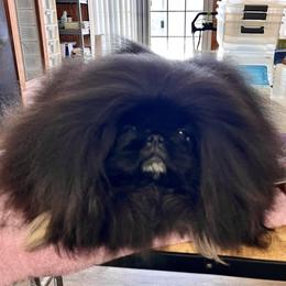 Bear - Pekingese