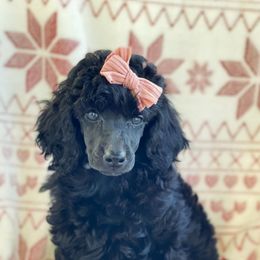 Cavalier King Charles Spaniels and Poodles from Red Skye Cavaliers & Poodles