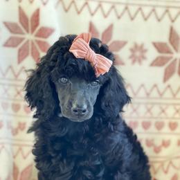 Cavalier King Charles Spaniels and Poodles from Red Skye Cavaliers & Poodles