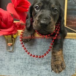 Red - Black and tan female Dachshund puppy in Leoma, Tennessee from Southbound Kennel
