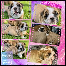 Bulldog Puppies from Semper Fi Bulldogs