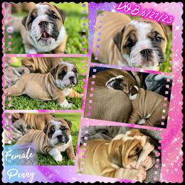 Bulldog Puppies from Semper Fi Bulldogs